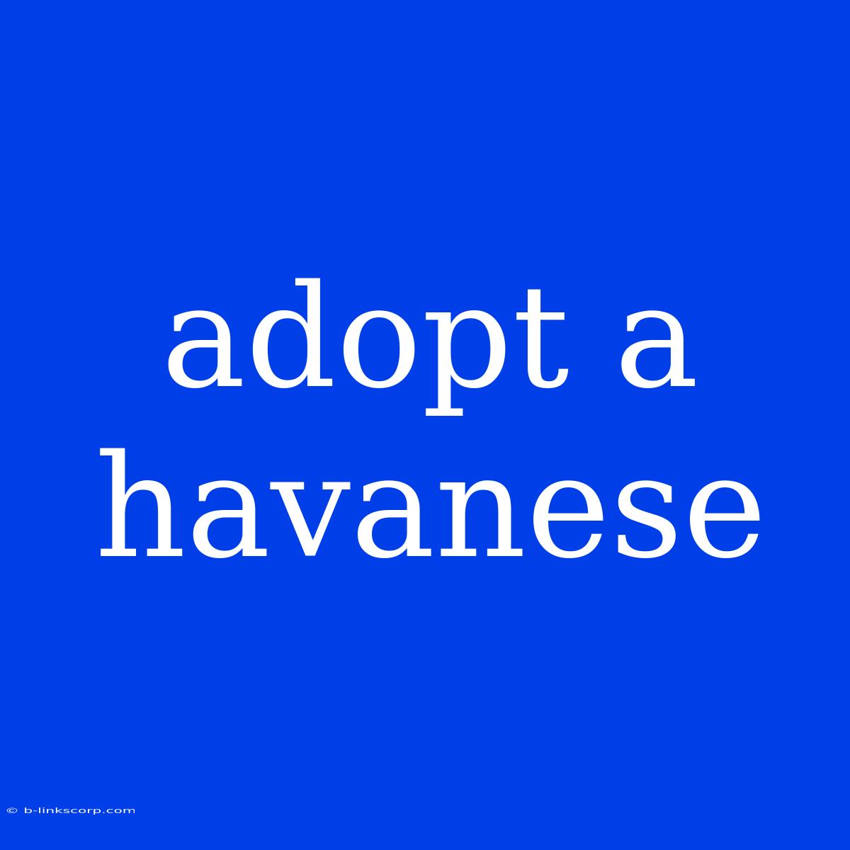 Adopt A Havanese