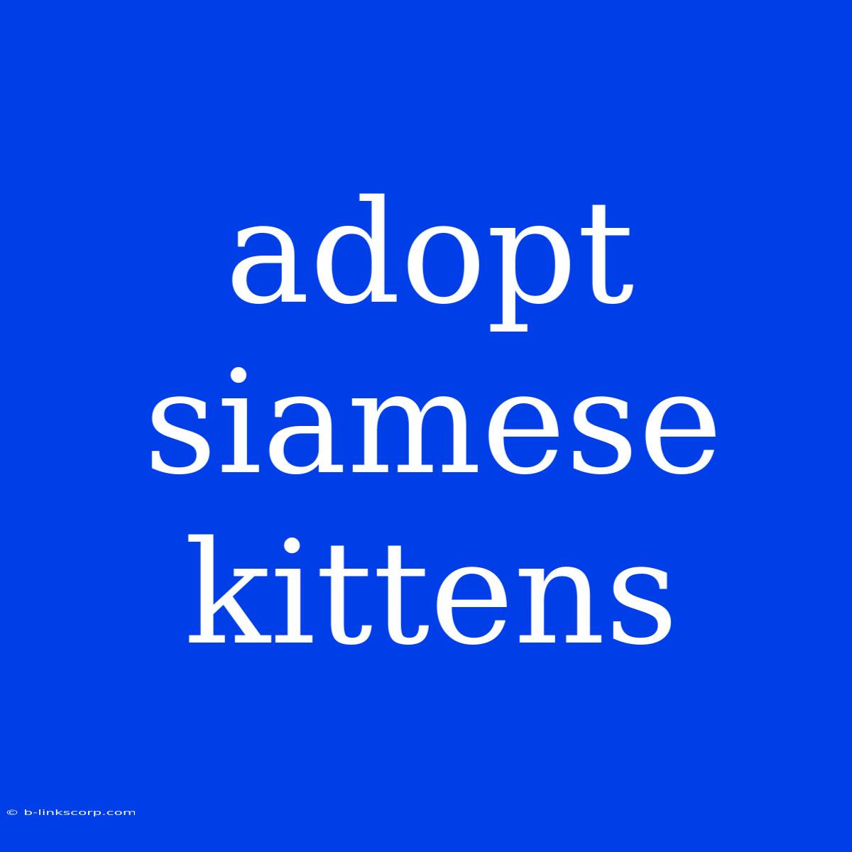 Adopt Siamese Kittens