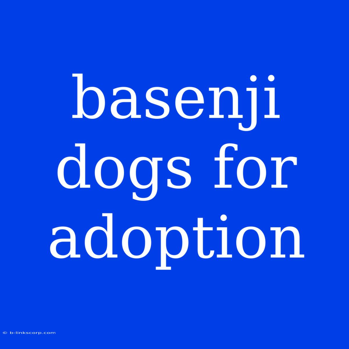 Basenji Dogs For Adoption