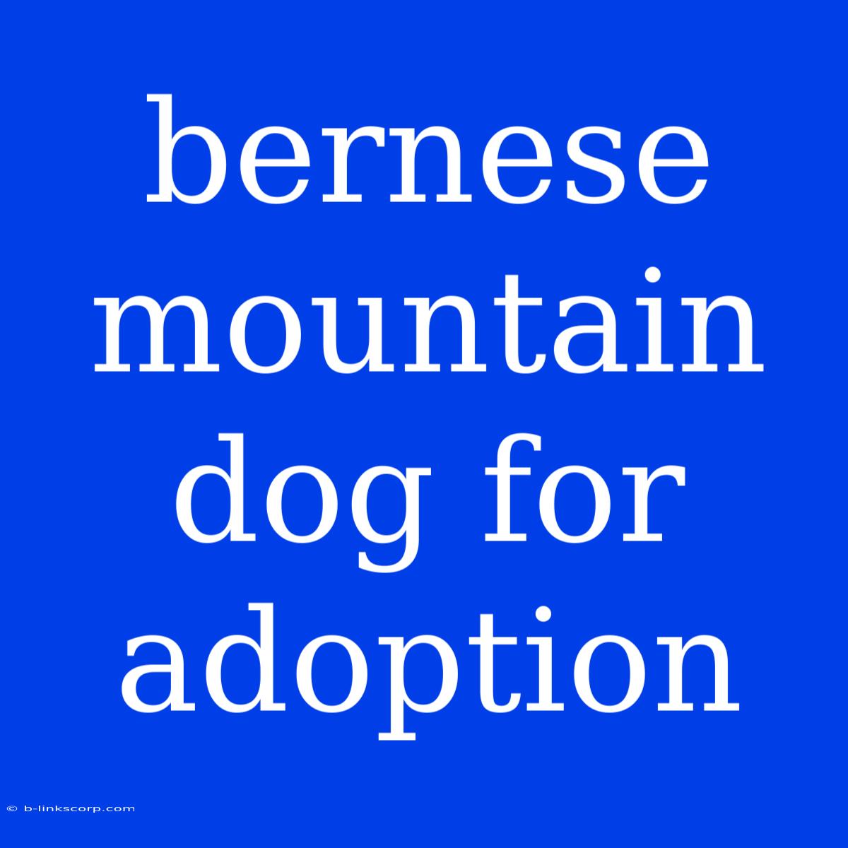 Bernese Mountain Dog For Adoption