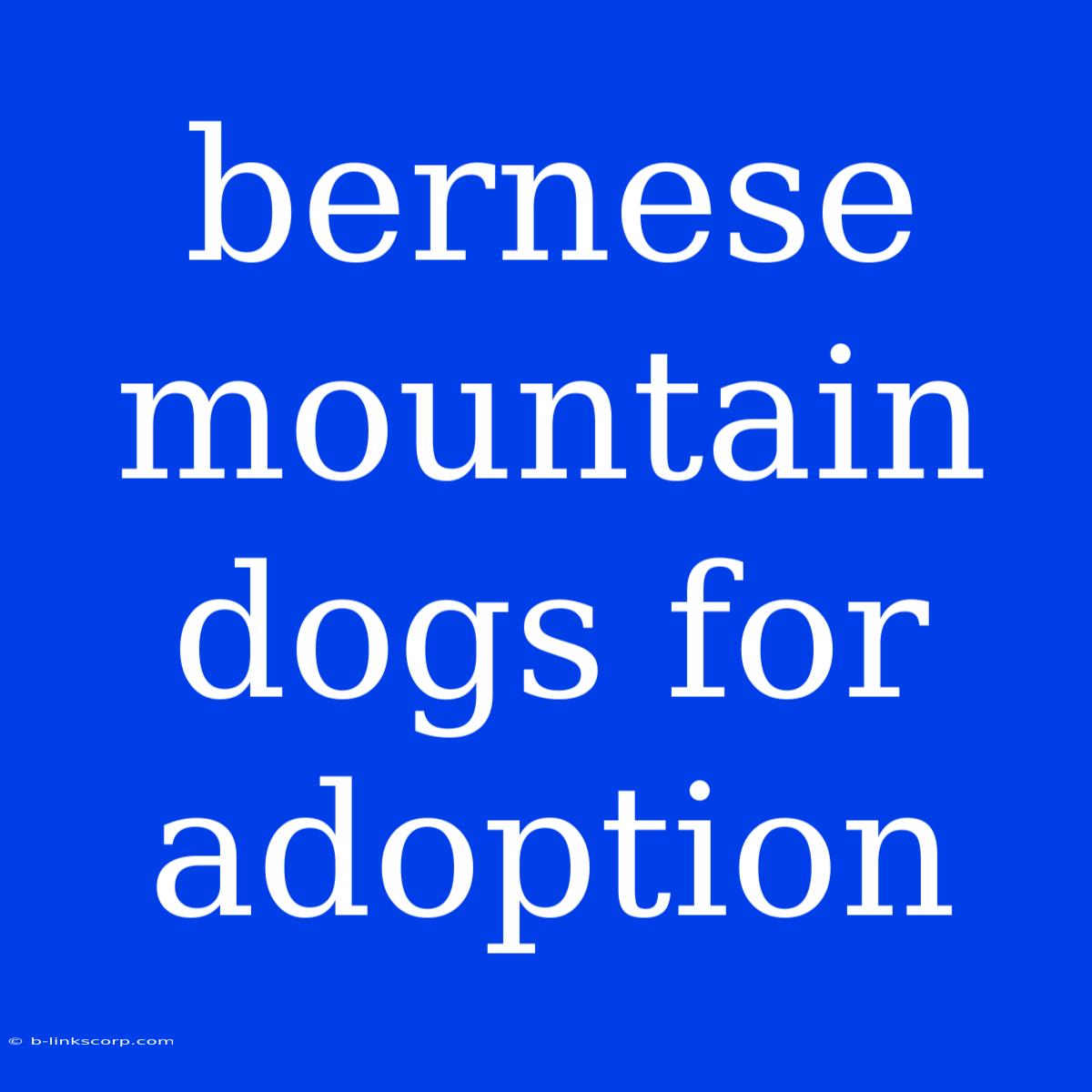 Bernese Mountain Dogs For Adoption