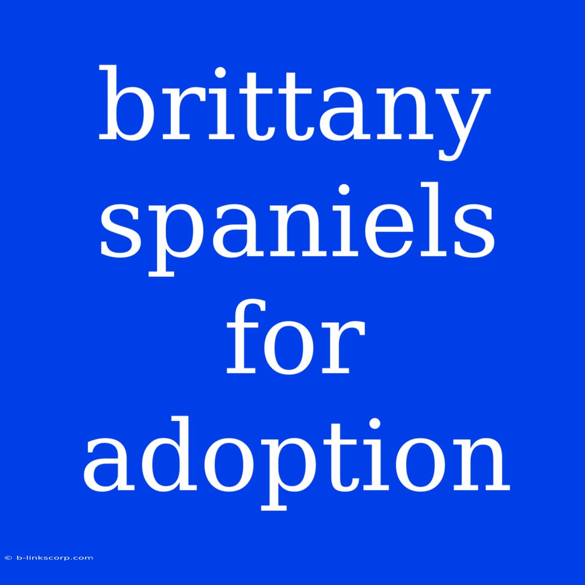 Brittany Spaniels For Adoption