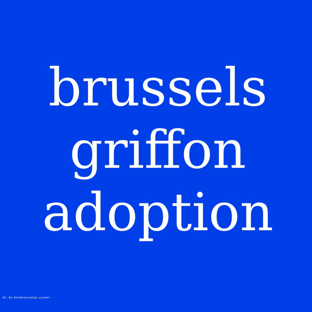 Brussels Griffon Adoption