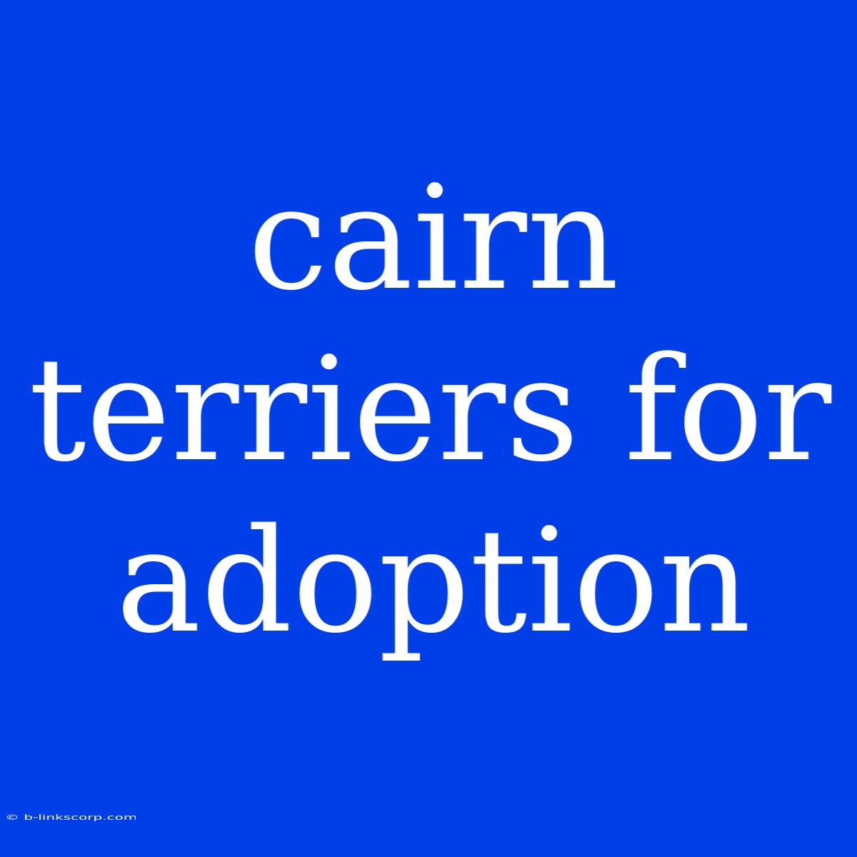 Cairn Terriers For Adoption