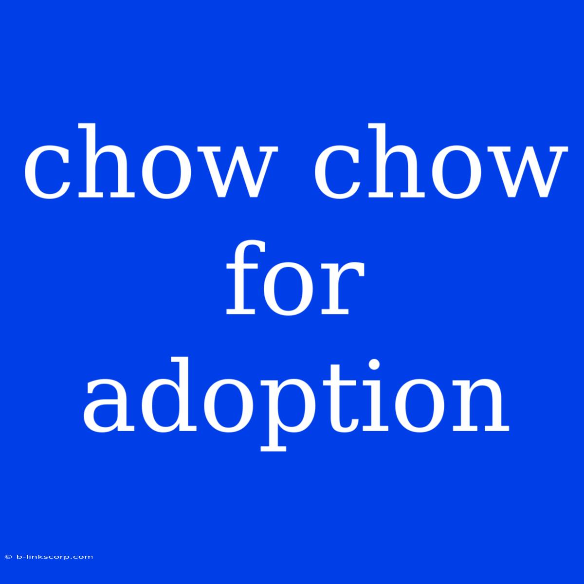 Chow Chow For Adoption