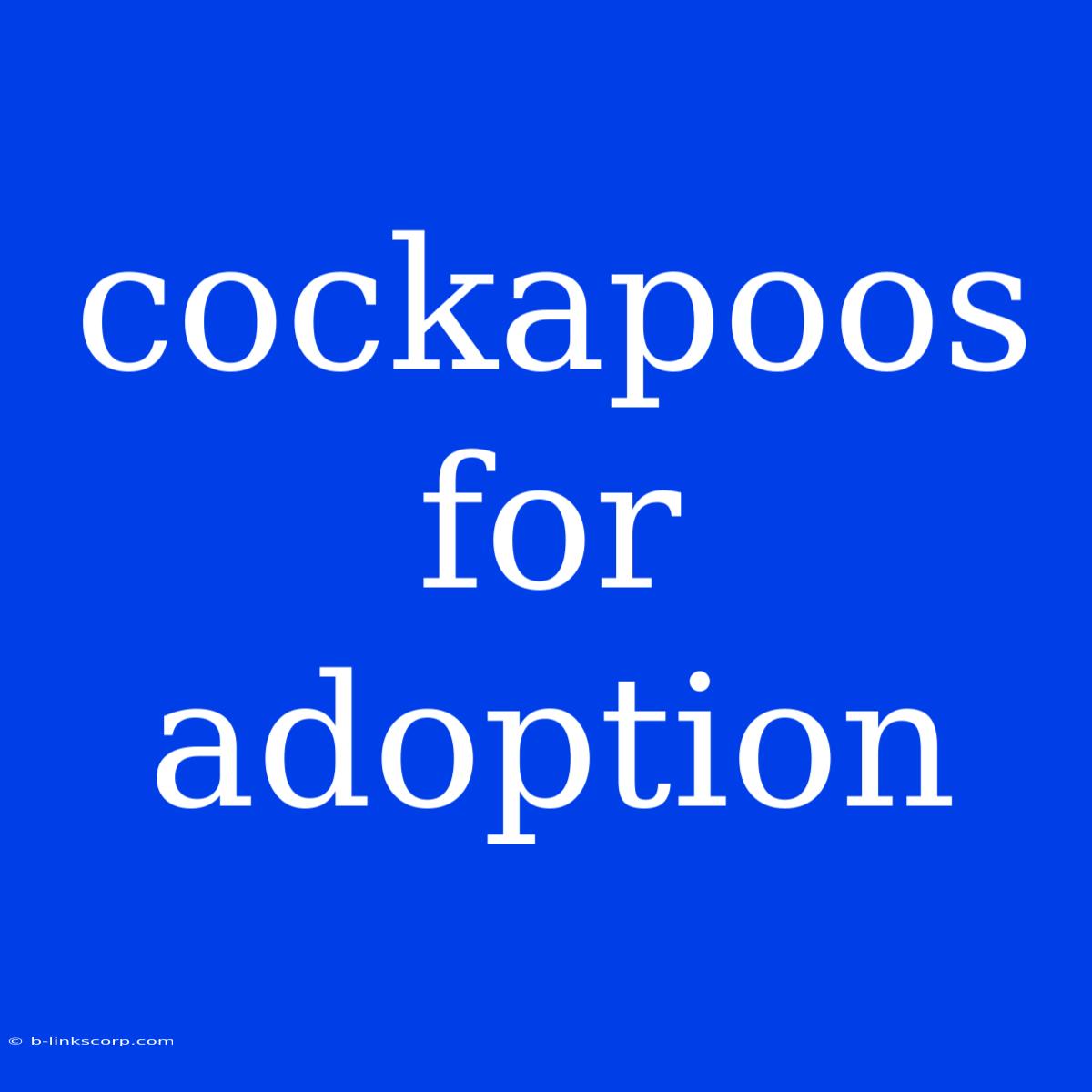 Cockapoos For Adoption