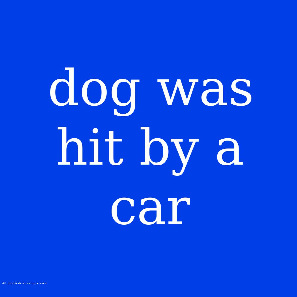 Dog Was Hit By A Car