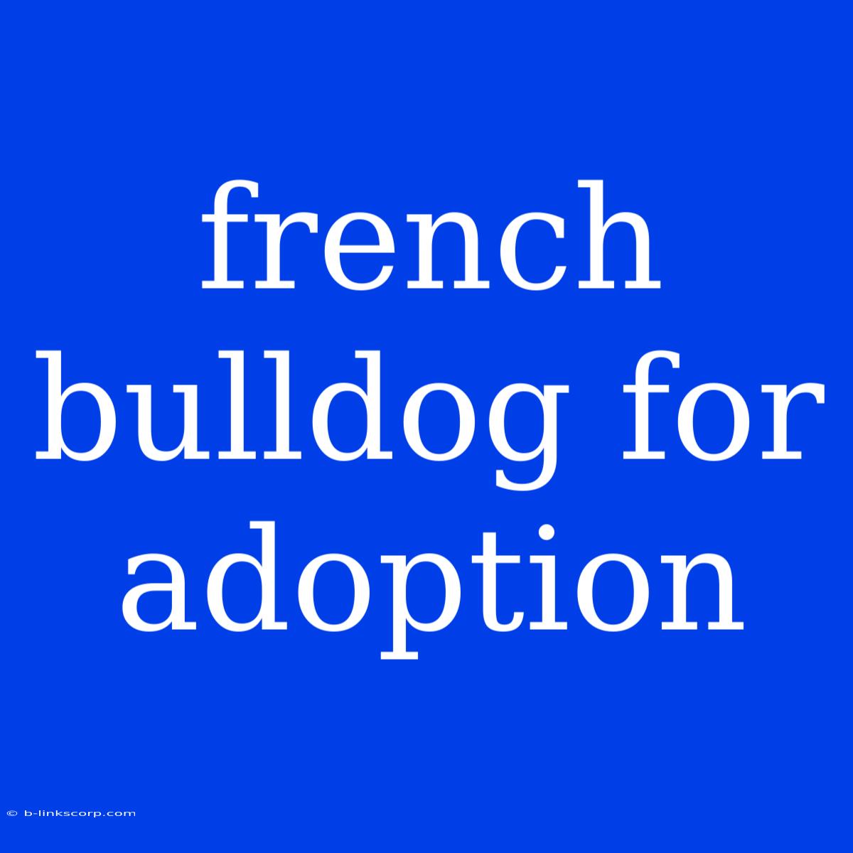 French Bulldog For Adoption