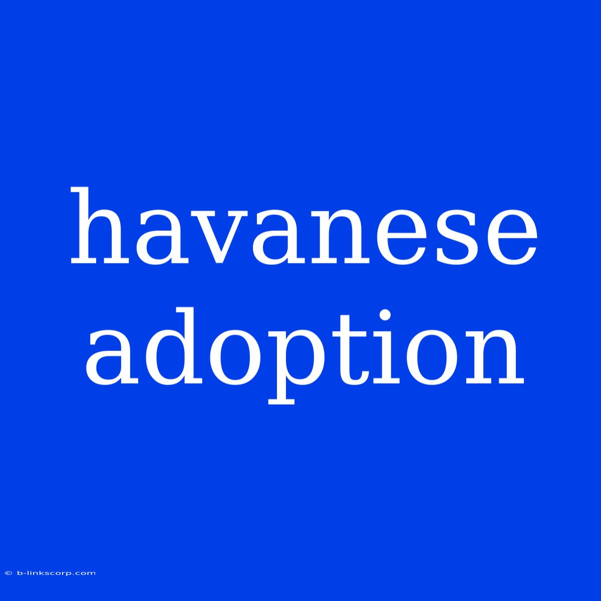 Havanese Adoption