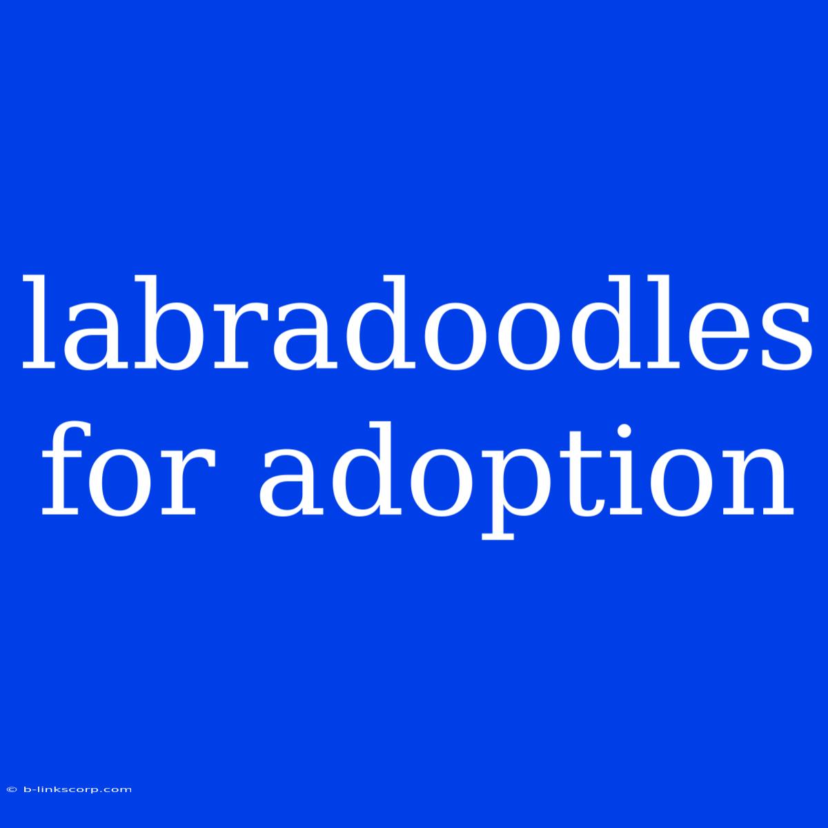 Labradoodles For Adoption