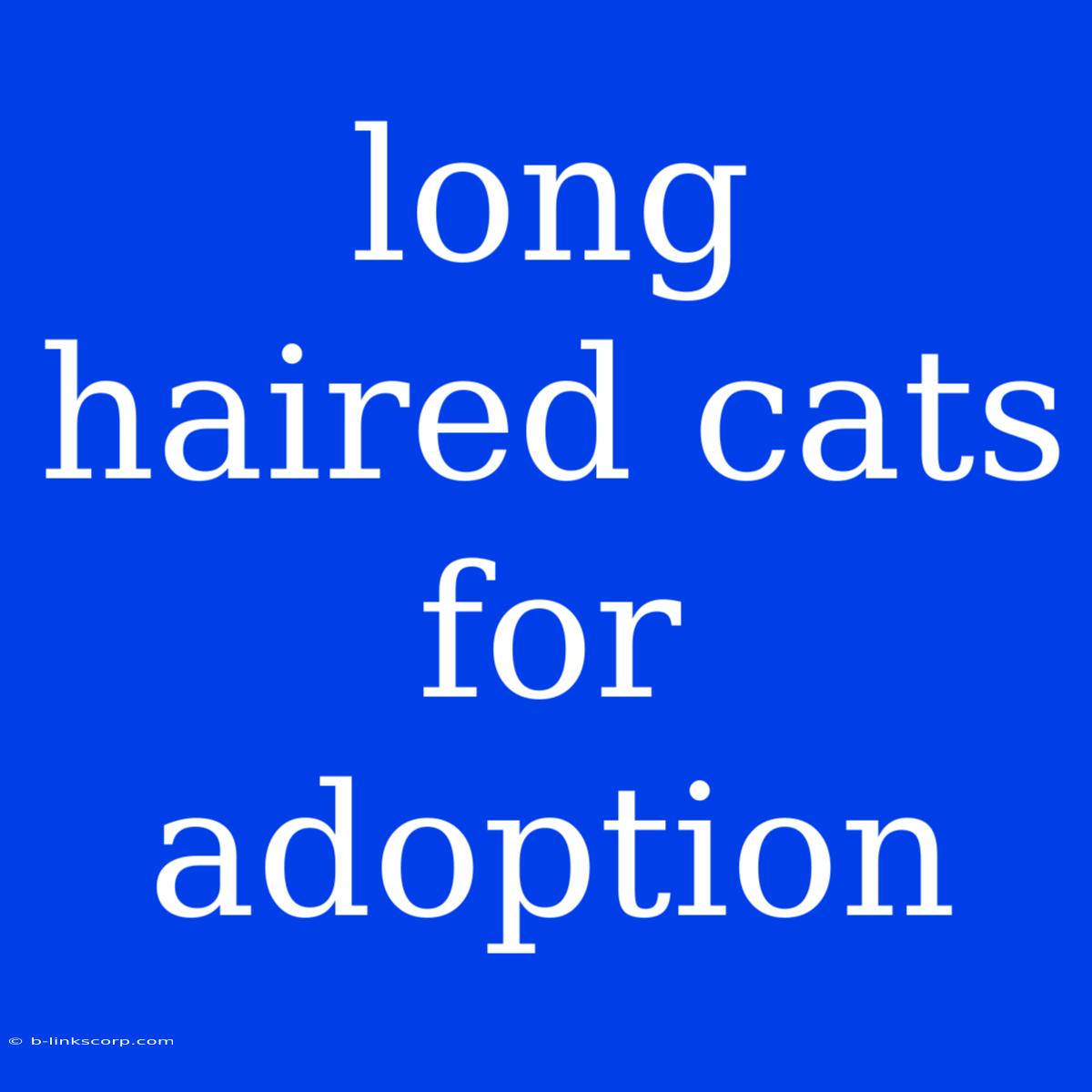 Long Haired Cats For Adoption