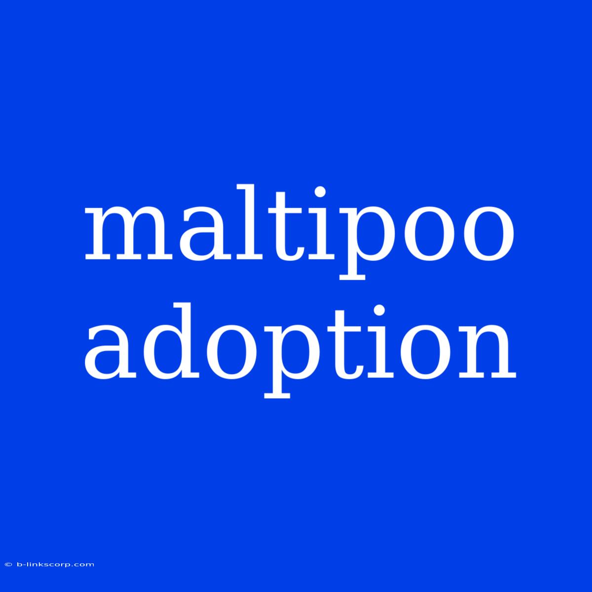 Maltipoo Adoption