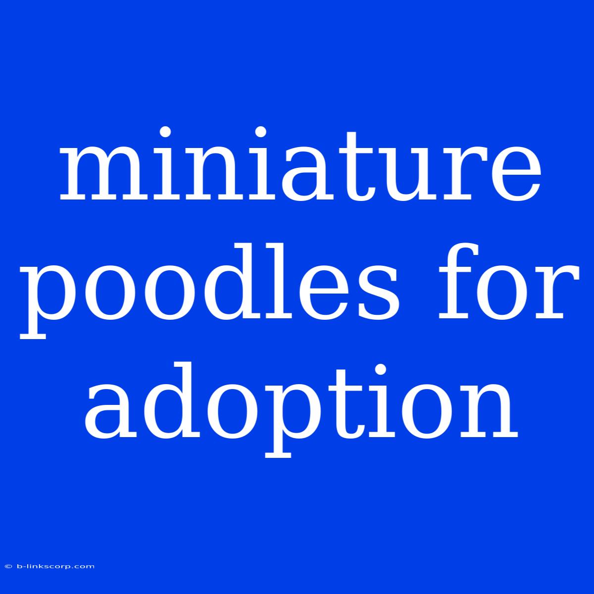 Miniature Poodles For Adoption