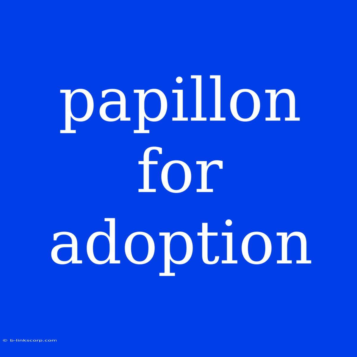 Papillon For Adoption