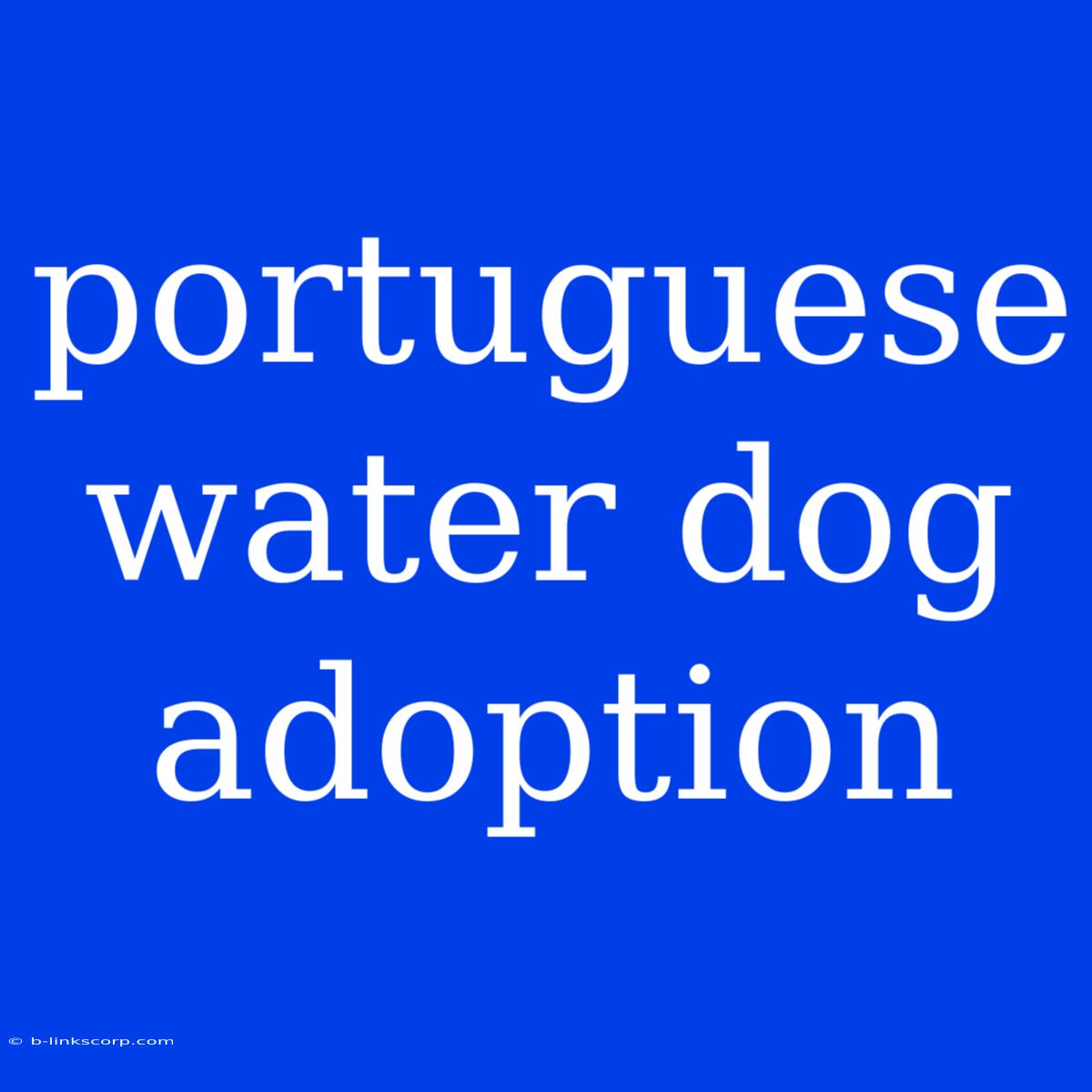 Portuguese Water Dog Adoption