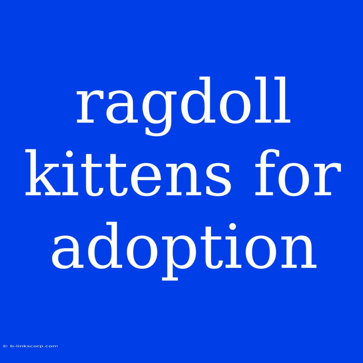 Ragdoll Kittens For Adoption