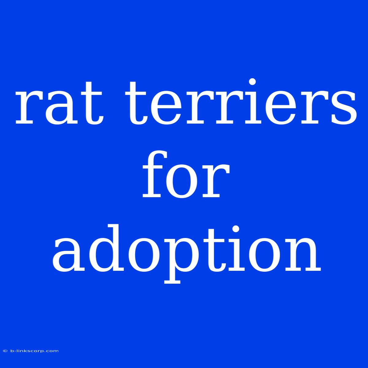 Rat Terriers For Adoption