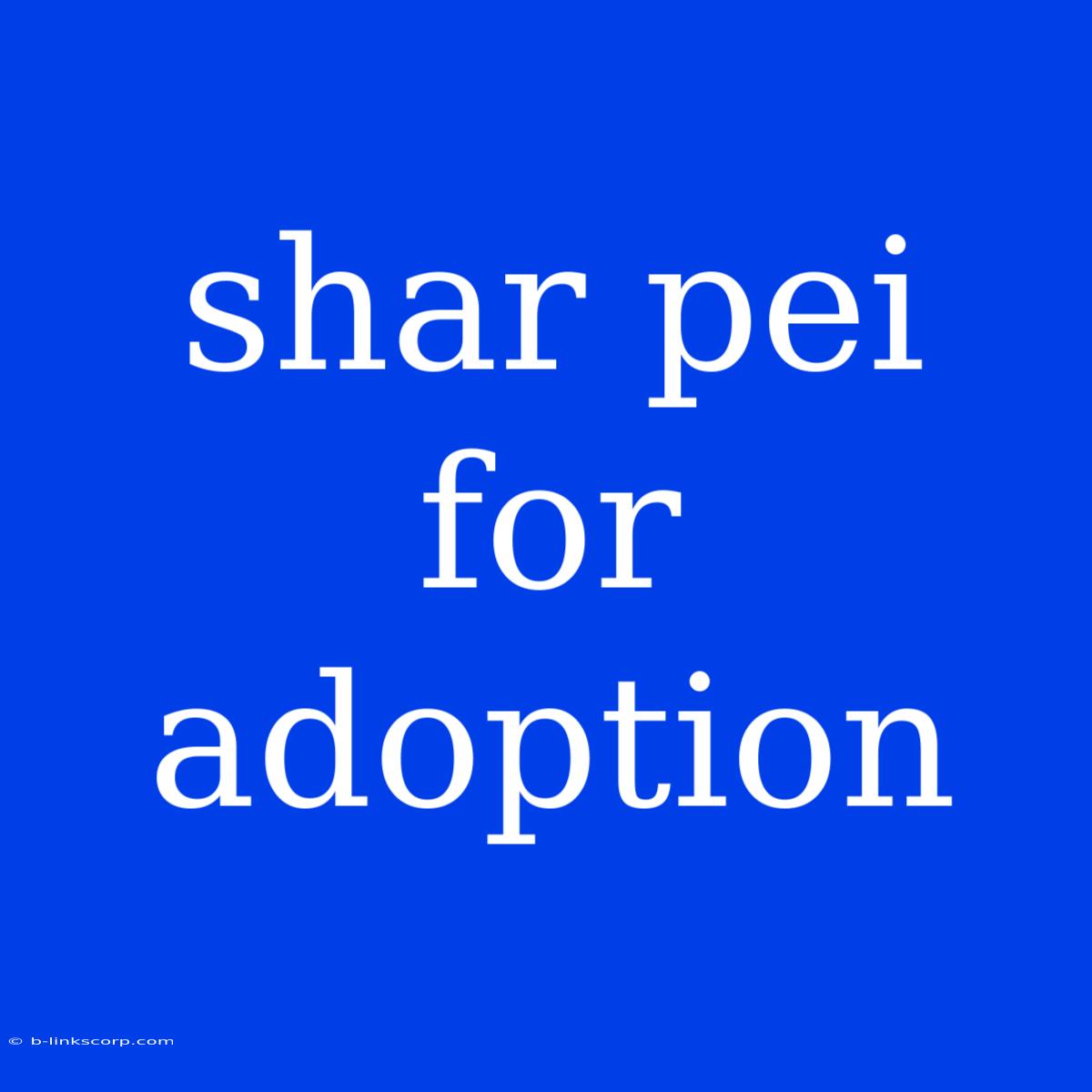 Shar Pei For Adoption