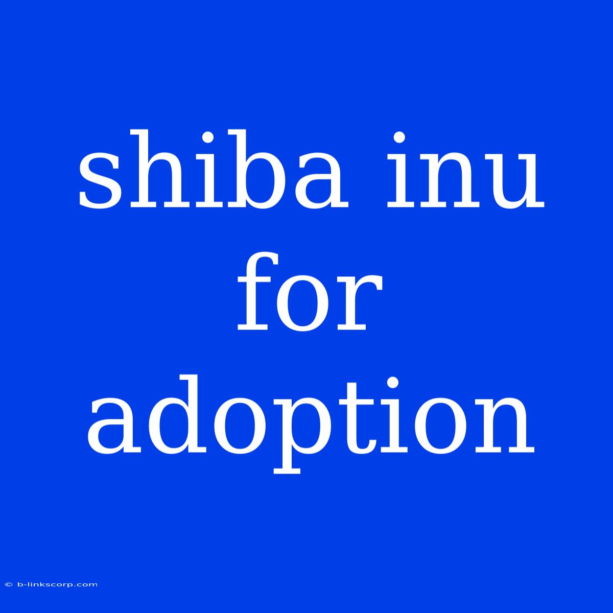 Shiba Inu For Adoption