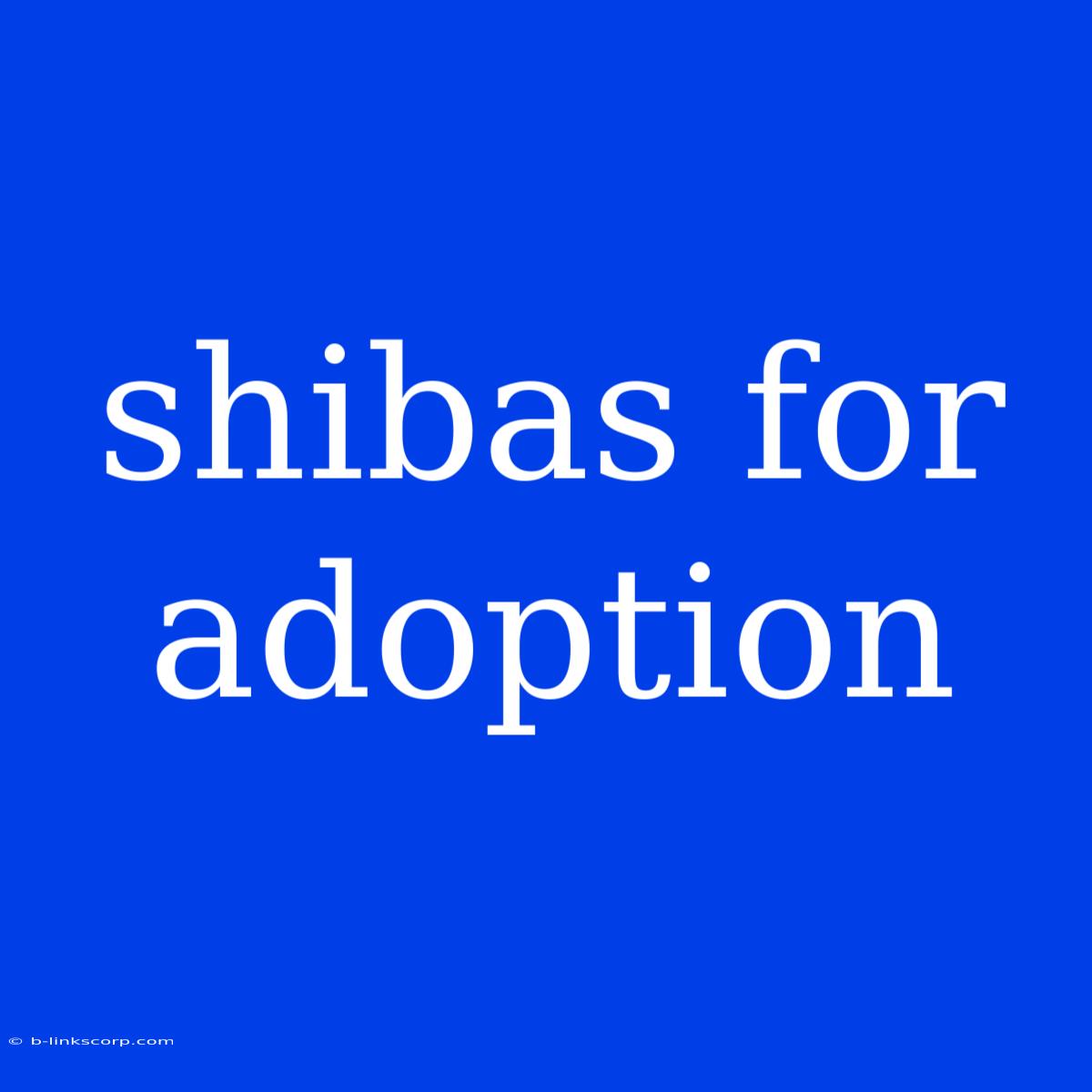 Shibas For Adoption