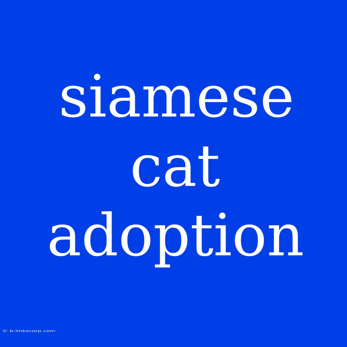 Siamese Cat Adoption