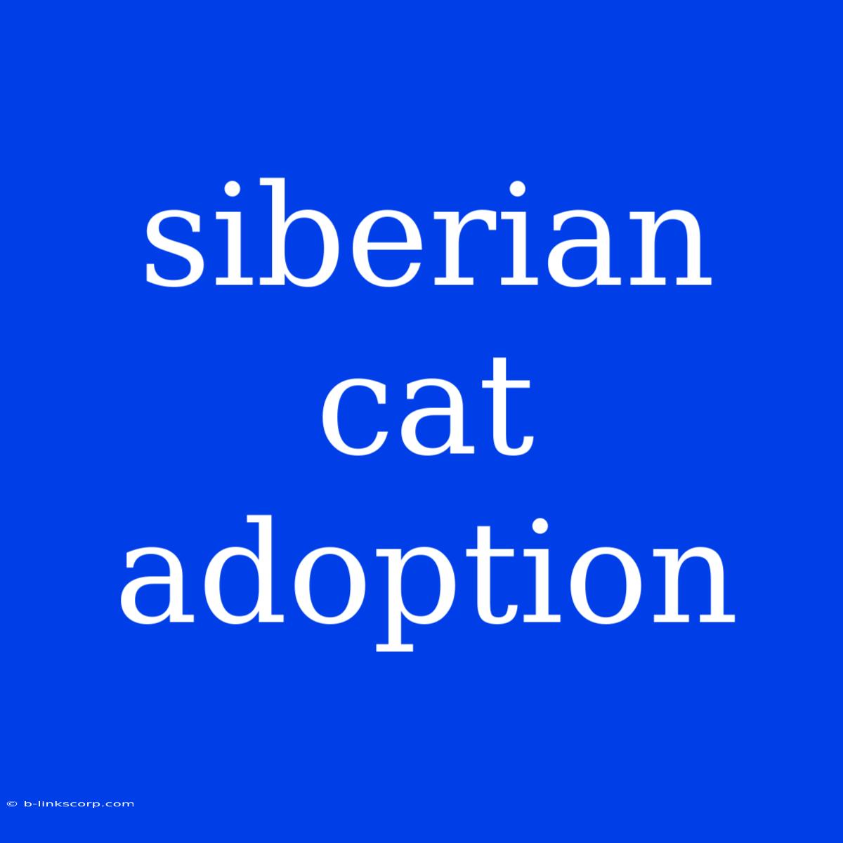 Siberian Cat Adoption