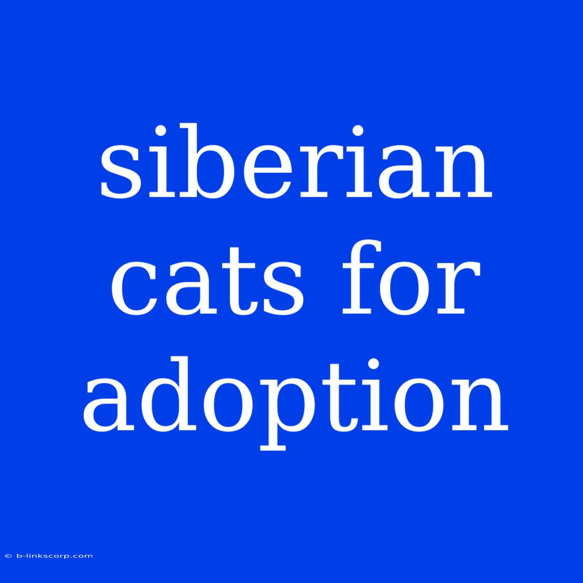 Siberian Cats For Adoption