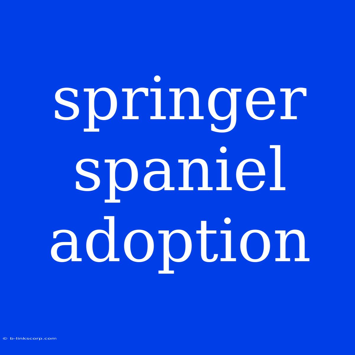 Springer Spaniel Adoption