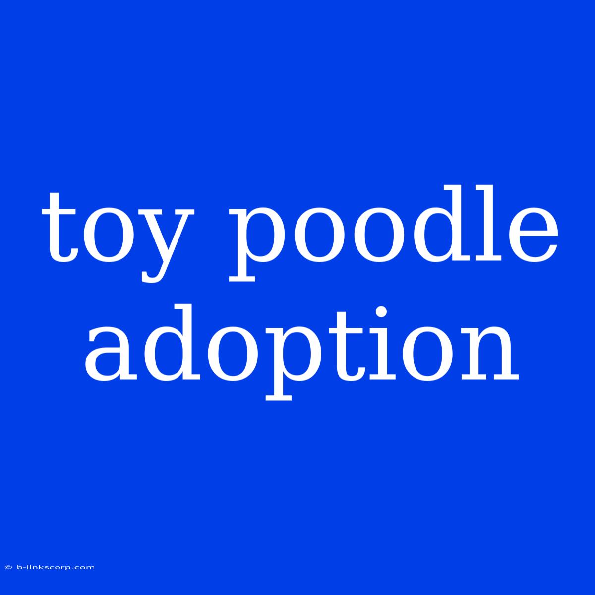 Toy Poodle Adoption