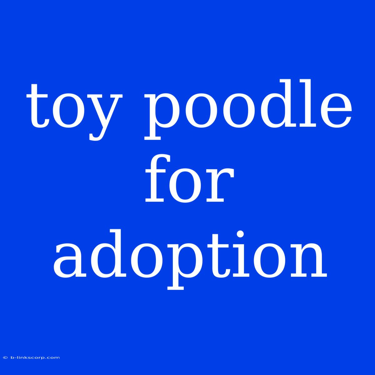 Toy Poodle For Adoption