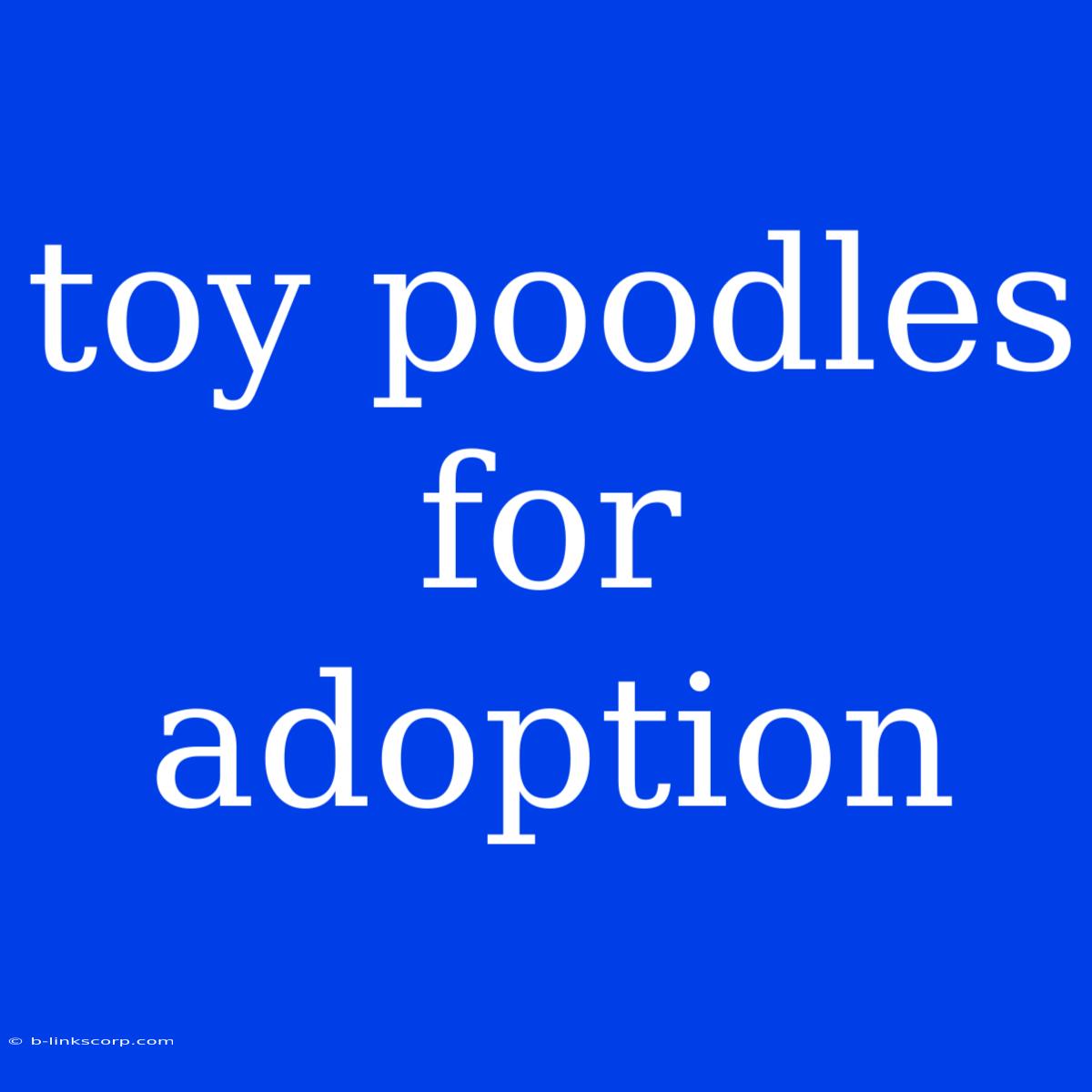 Toy Poodles For Adoption