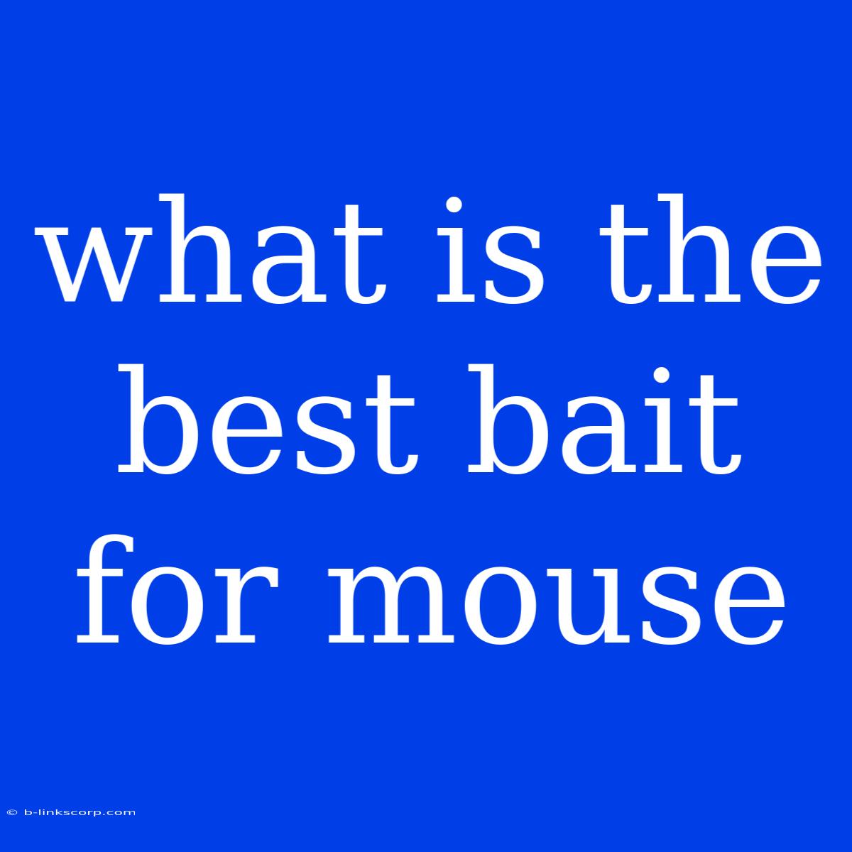 What Is The Best Bait For Mouse